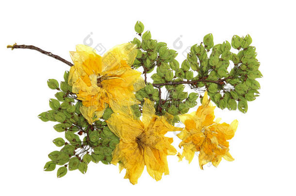<strong>榆树</strong>早午餐压着绿色的种子，干燥细腻的大黄水仙花和花瓣，孤立的背景