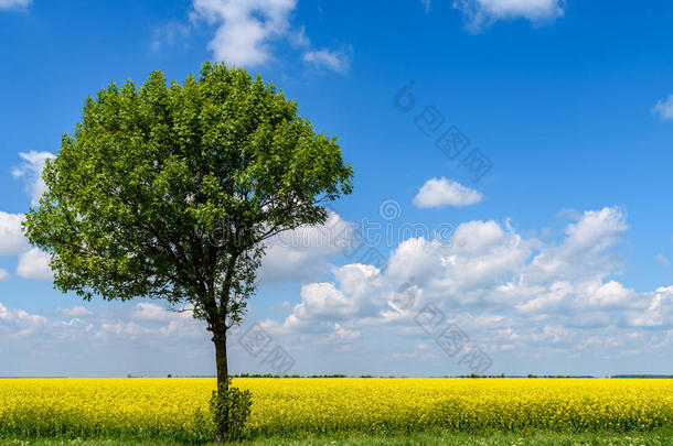 黄色油菜花地里的绿树