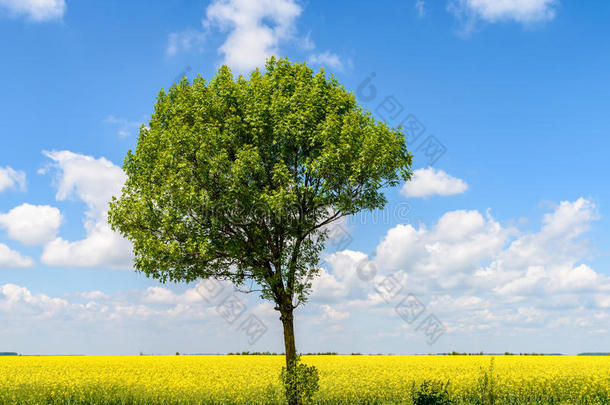 黄色<strong>油菜花地</strong>里的绿树