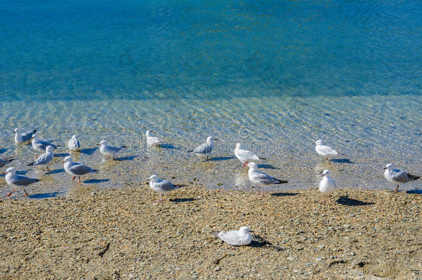 吸引力海湾海滩鸟蓝色