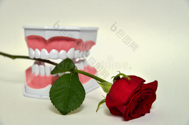 牙颌和<strong>玫瑰花</strong>，牙医日庆祝<strong>图片</strong>