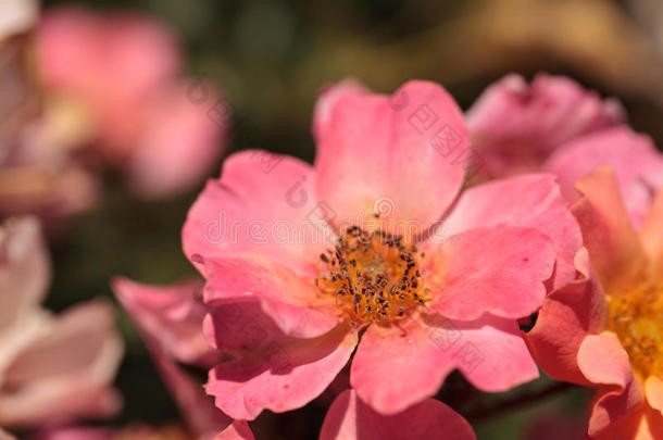 杏美女开花花开植物学的