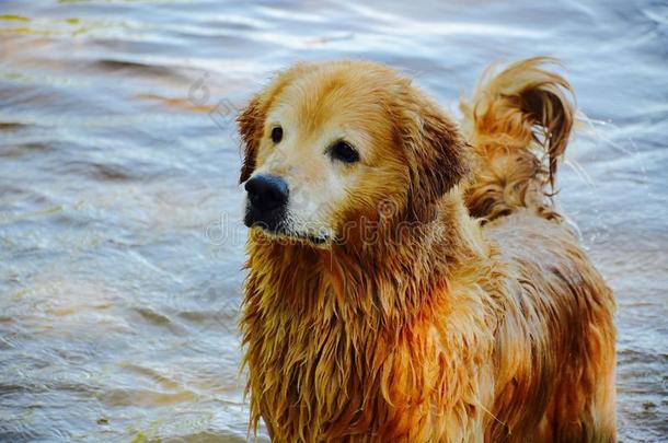 夏天的金色猎犬是美丽的