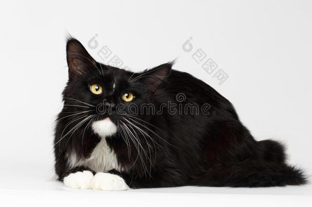 黑色缅因州猫躺着，抬头看着，白色的背景