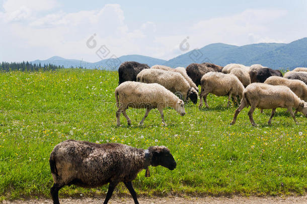 黑白绵羊在丘陵地区的绿色田野上。