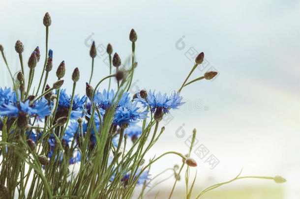 蓝色的矢车菊花花束，博克和复制空间，花卉抽象背景。 暑假时间。 乡村风格