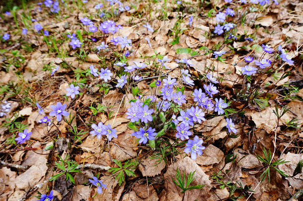 春季肝银莲花