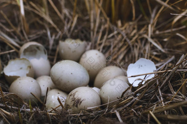 田野里的鸡蛋鹌鹑野生动物