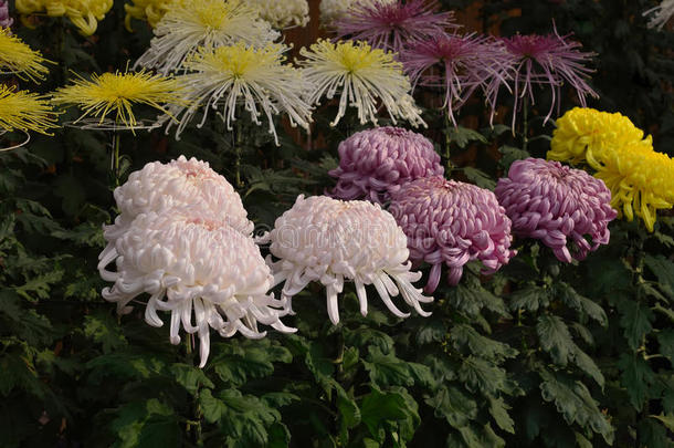 日本京都菊花艺术。