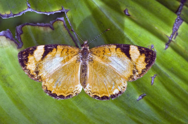 在大西洋雨林遗迹中发现的巴西蝴蝶