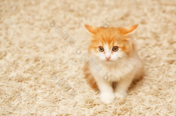 可爱的姜黄色小猫