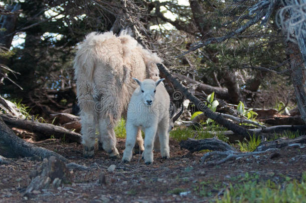 在华盛顿州奥林匹克国家公园的飓风山上的灌木中，婴儿和母亲保姆山山羊