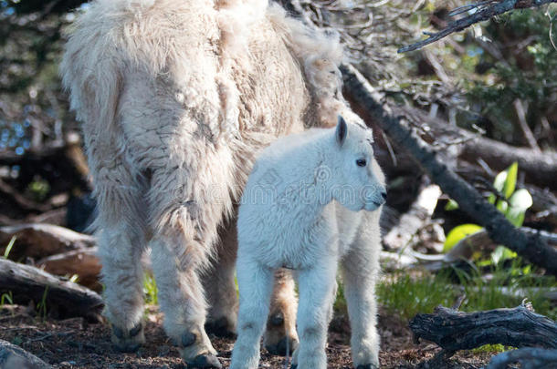 在华盛顿州奥林匹克国家公园的飓风山上的灌木中，婴儿和母亲保姆山山羊