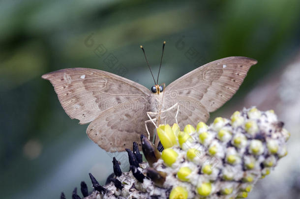 在大西洋雨林遗迹中发现的巴西蝴蝶