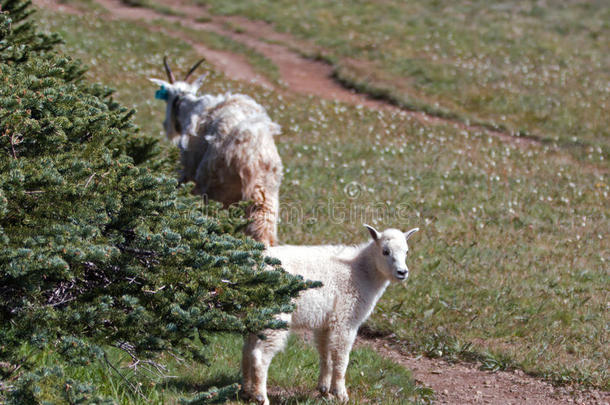 婴儿和母亲保姆山山羊在飓风山/山脊在奥林匹克国家公园在华盛顿州