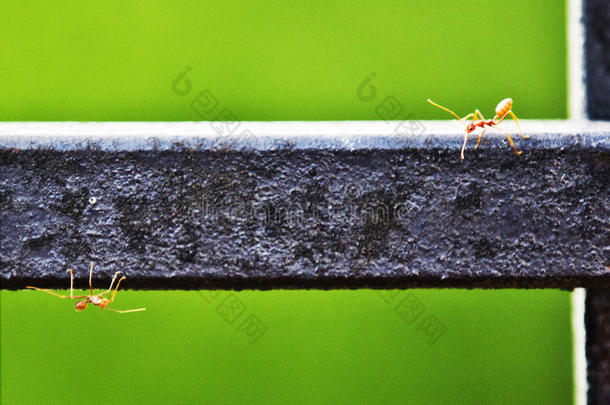 蚂蚁后院忙碌的下降趋势栅栏