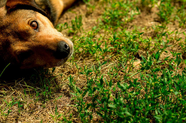 美丽可爱的小独眼狗小狗躺在草地上玩