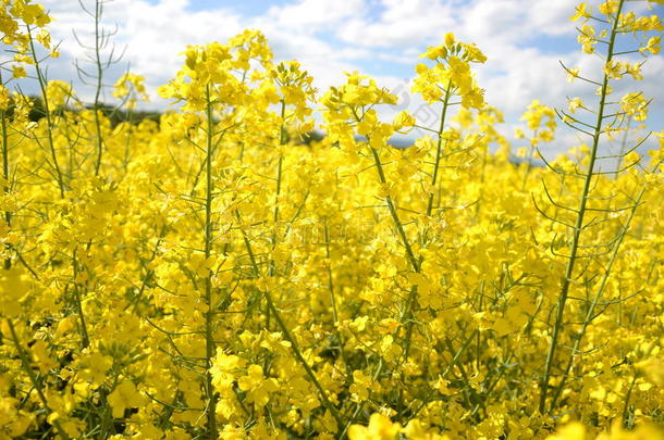 <strong>春天</strong>，黄色开花油籽在多云的蓝天上的田野（甘蓝型油菜），盛开的<strong>油菜花</strong>