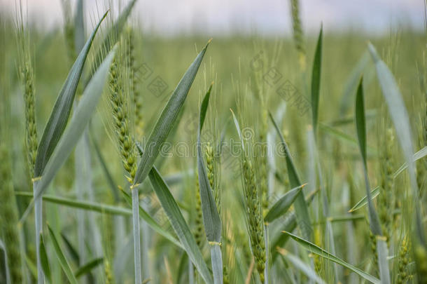 春天蓝天上的绿色小麦(Triticum。 关闭未成熟的小麦耳朵。 斯洛伐克