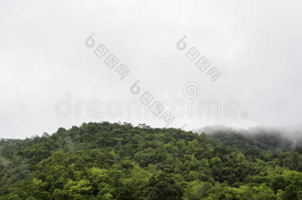 令人惊叹的野生自然景观的深长青林景观在阳光下在夏季中期