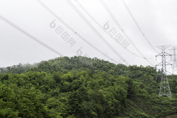 令人惊叹的野生自然景观的深长青林景观在阳光下在夏季中期