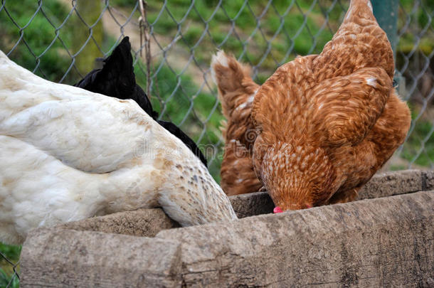 一群母鸡在农村农场院子里用木槽喂食。 在传统的谷仓上吃谷物的鸡群