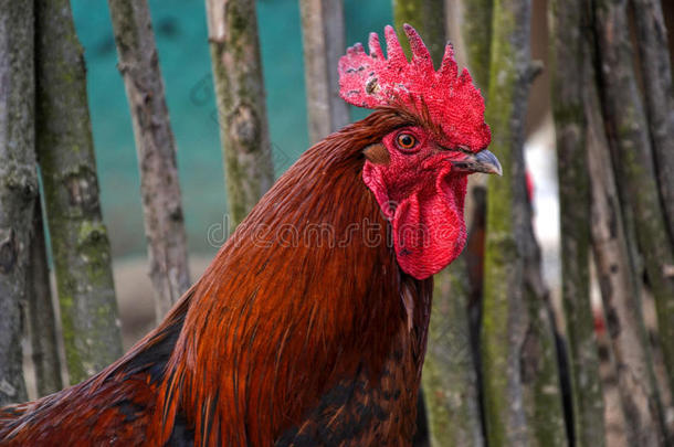 在传统的农村农家庭院上关闭红色公鸡头