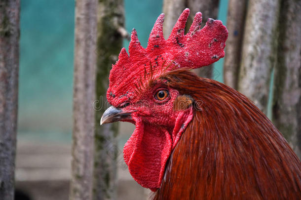 在传统的农村农家庭院上关闭红色公鸡头