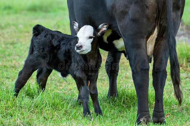 站在母牛旁边的小牛或小牛