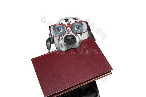 戴眼镜的狗嘴里拿着一本书