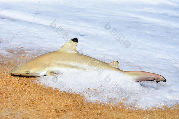 渔夫在海滩上用白色泡沫波在海上抓住了鲨鱼。 鲨鱼在钓鱼杆与海滩背景鲨鱼和鱼