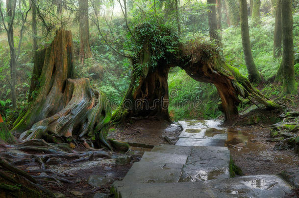 阿里山国家风景名胜区