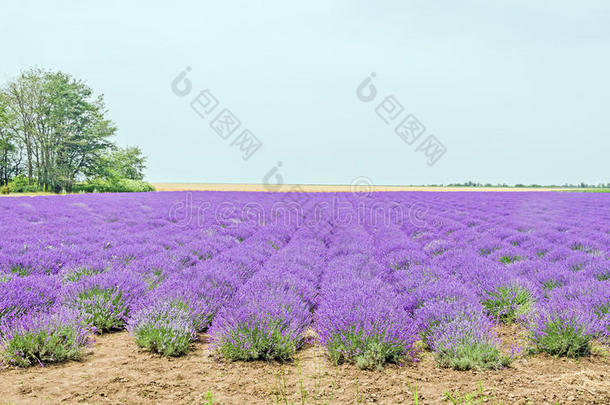 紫红色，紫色薰衣草，薰衣草，最常见的真正薰衣草或英国薰衣草，花园薰衣草