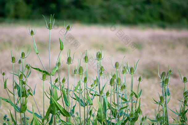 开花英国的芽萌芽续断科