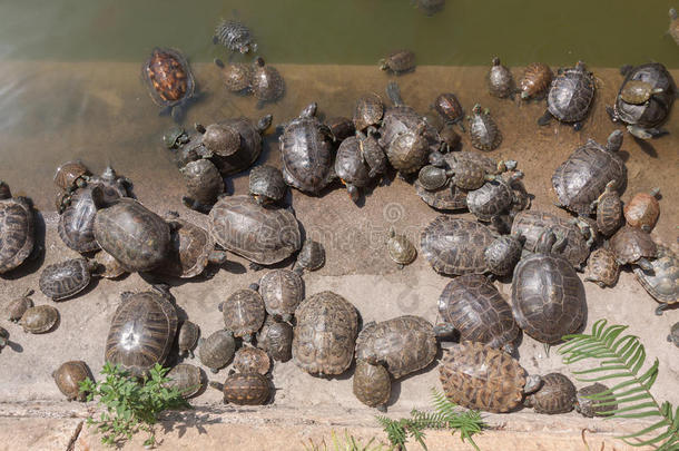 一群海龟在海龟池里。