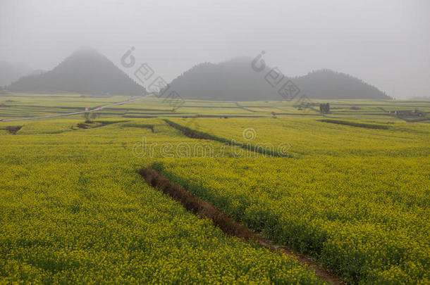 美丽的蓝色变模糊油菜瓷器