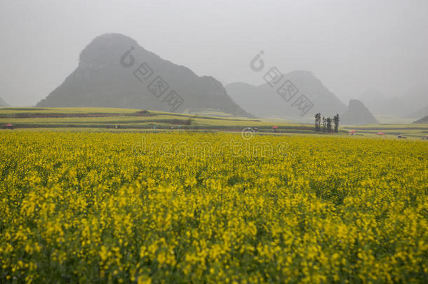 美丽的蓝色变模糊油菜瓷器