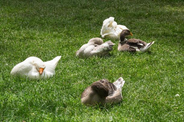 一群大雁停在草地上
