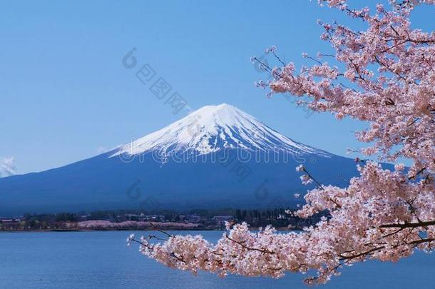 樱花和富士山，从日本山梨县的Kawaguchiko湖观看
