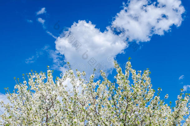 白色的花枝<strong>樱花在</strong>蓝天上<strong>绽放</strong>