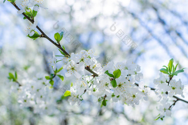 花园里的白花枝樱花在阳光下绽放