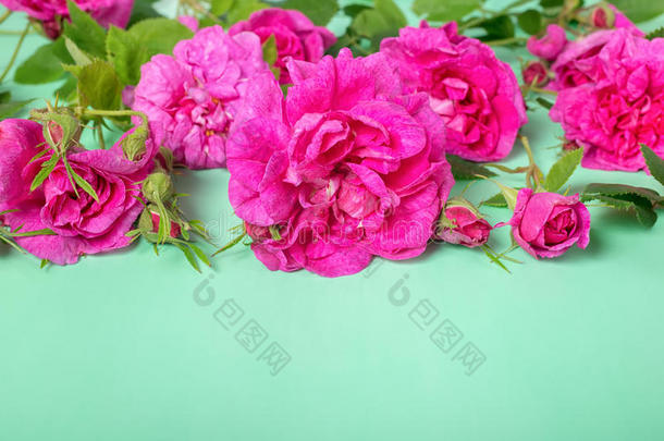 美丽浪漫的粉红色玫瑰花，有花蕾和叶子