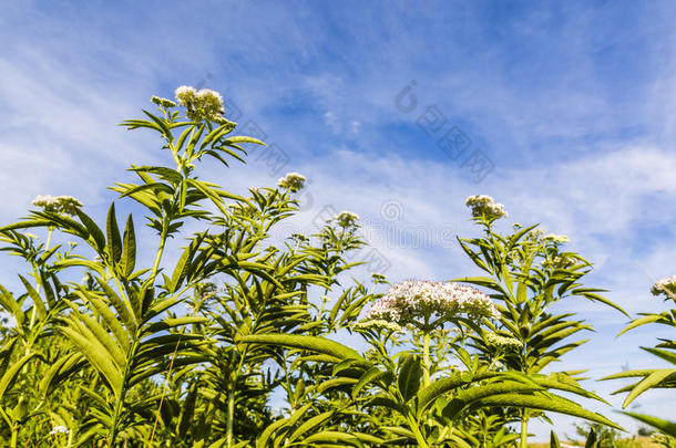 五福花科贫瘠的血刷灌木