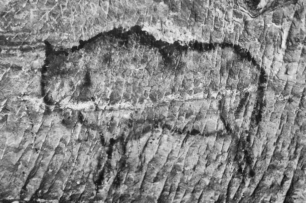 砂岩洞穴的艺术。 野牛的黑色碳漆
