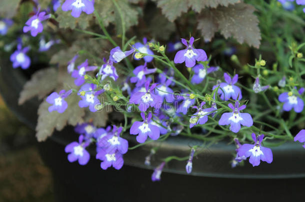 许多紫色的小花