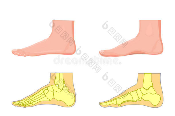 解剖学解剖和踝关节生物学