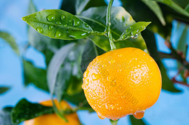 柑橘，柑橘类水果在花园里的分支。 暑假照片橙色树。
