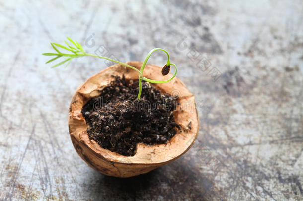 创意爱心素食理念。 绿色茴香在核桃壳中生长。 又旧又破旧的金属