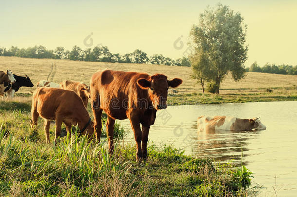 奶牛浇水。 河里的动物。 夏天，乡村景观。 色调