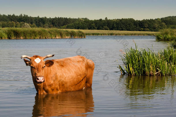 奶牛浇水。 河里的动物。 夏天，乡村景观。